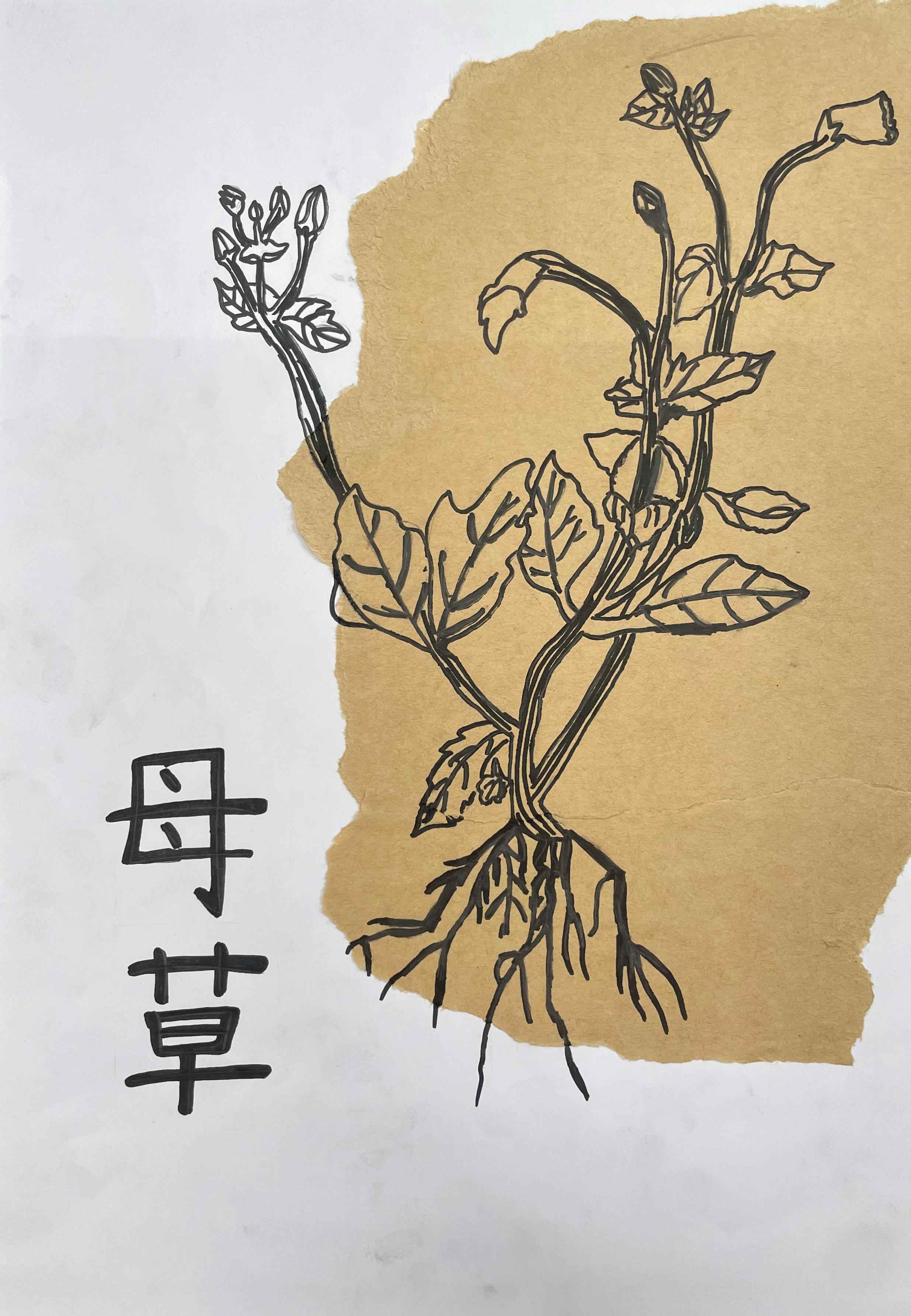 中医药作品50.jpg