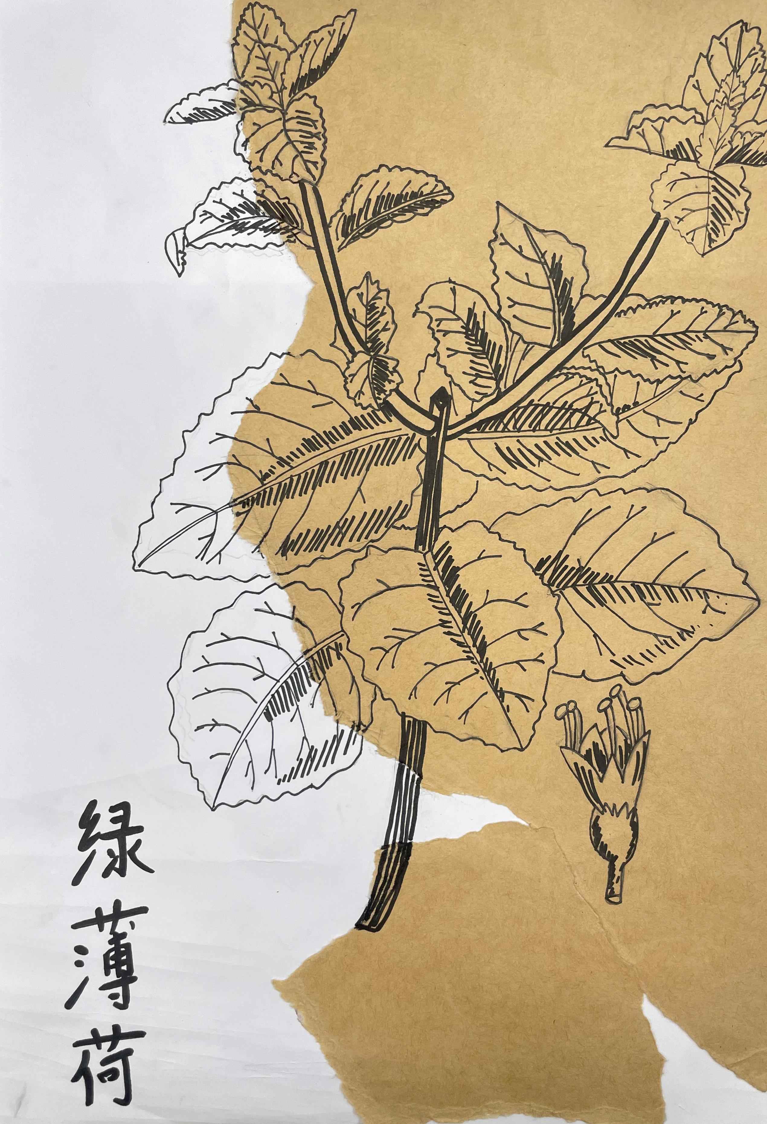 中医药作品48.jpg