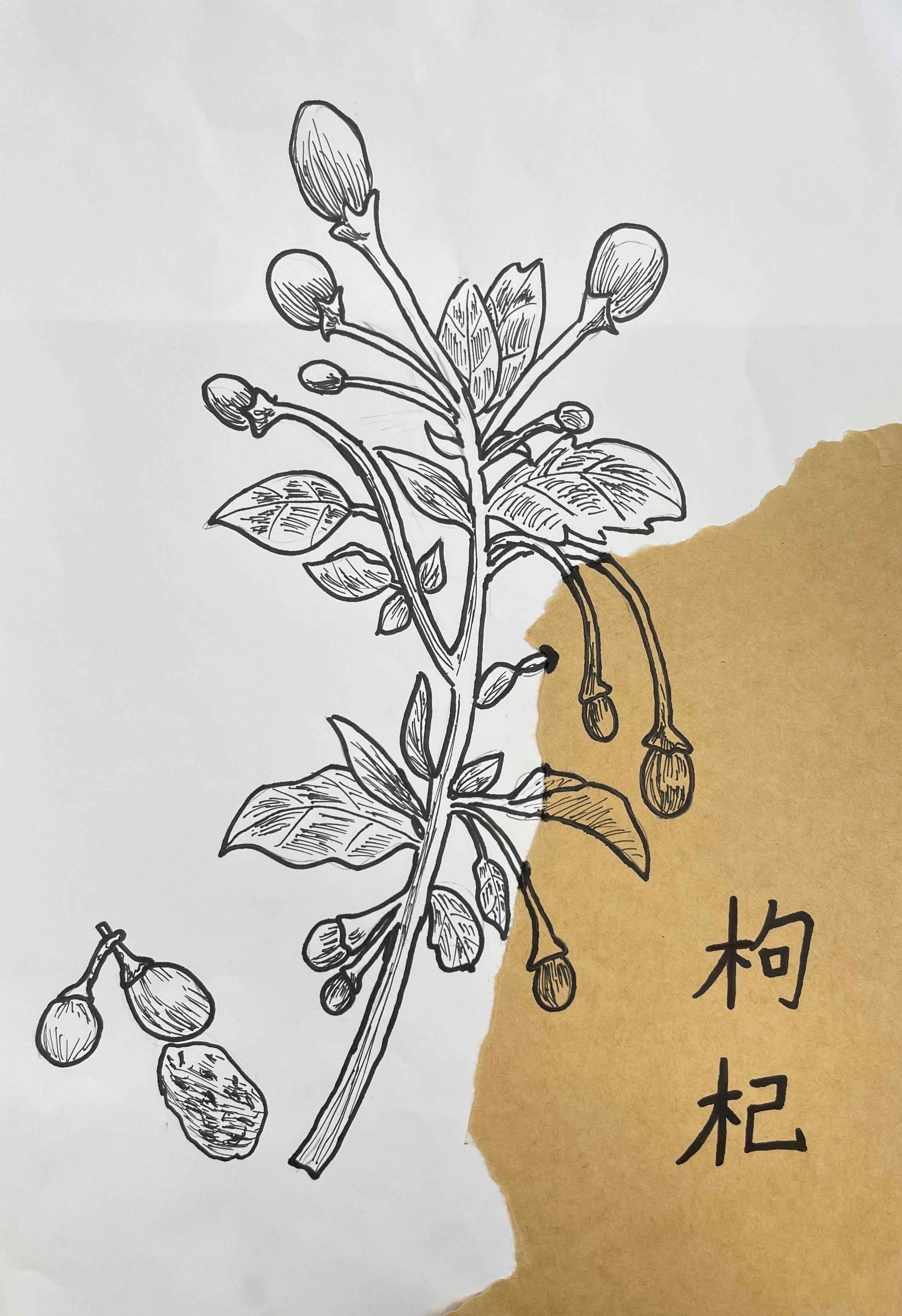 中医药作品38.jpg