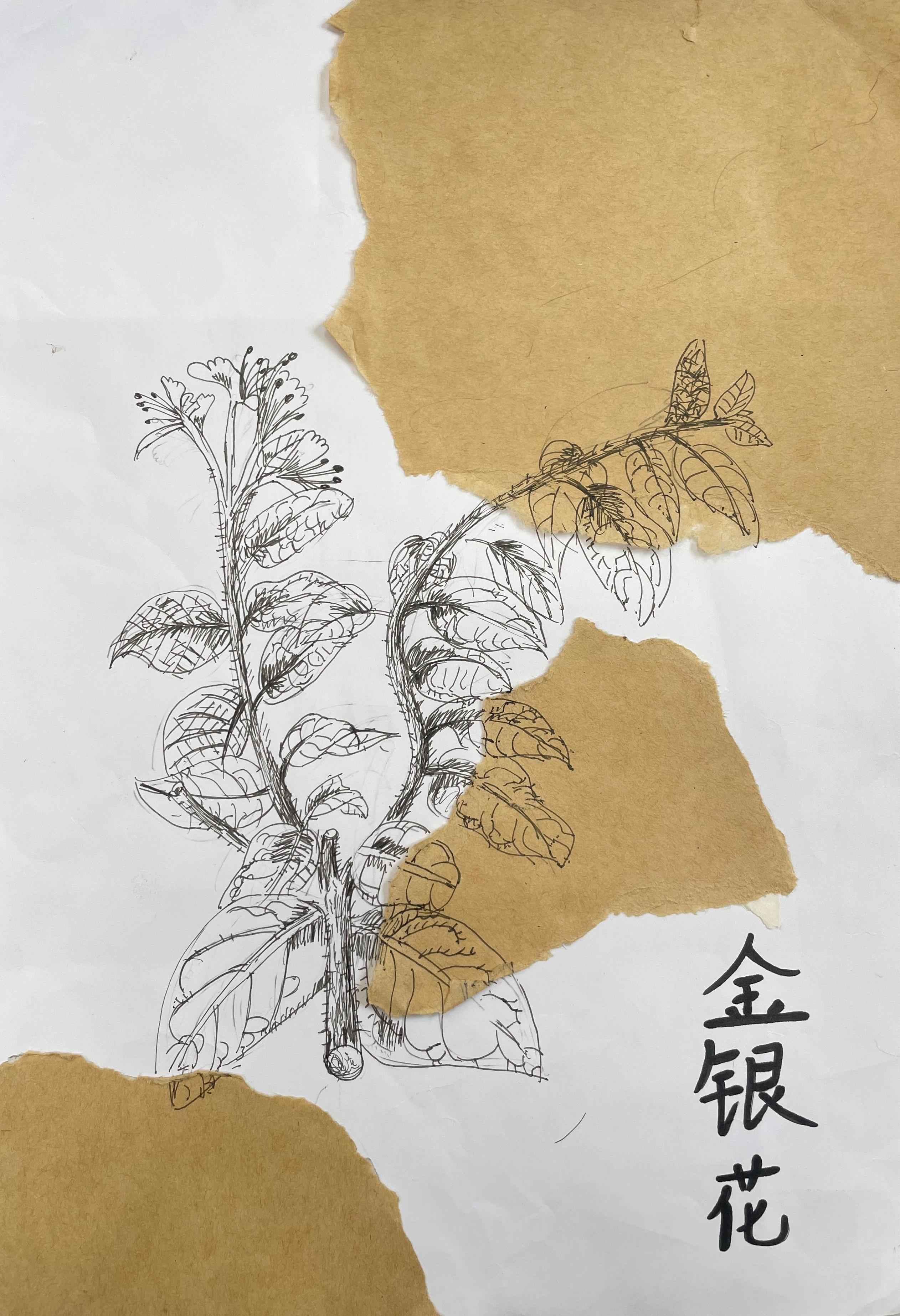 中医药作品10.jpg