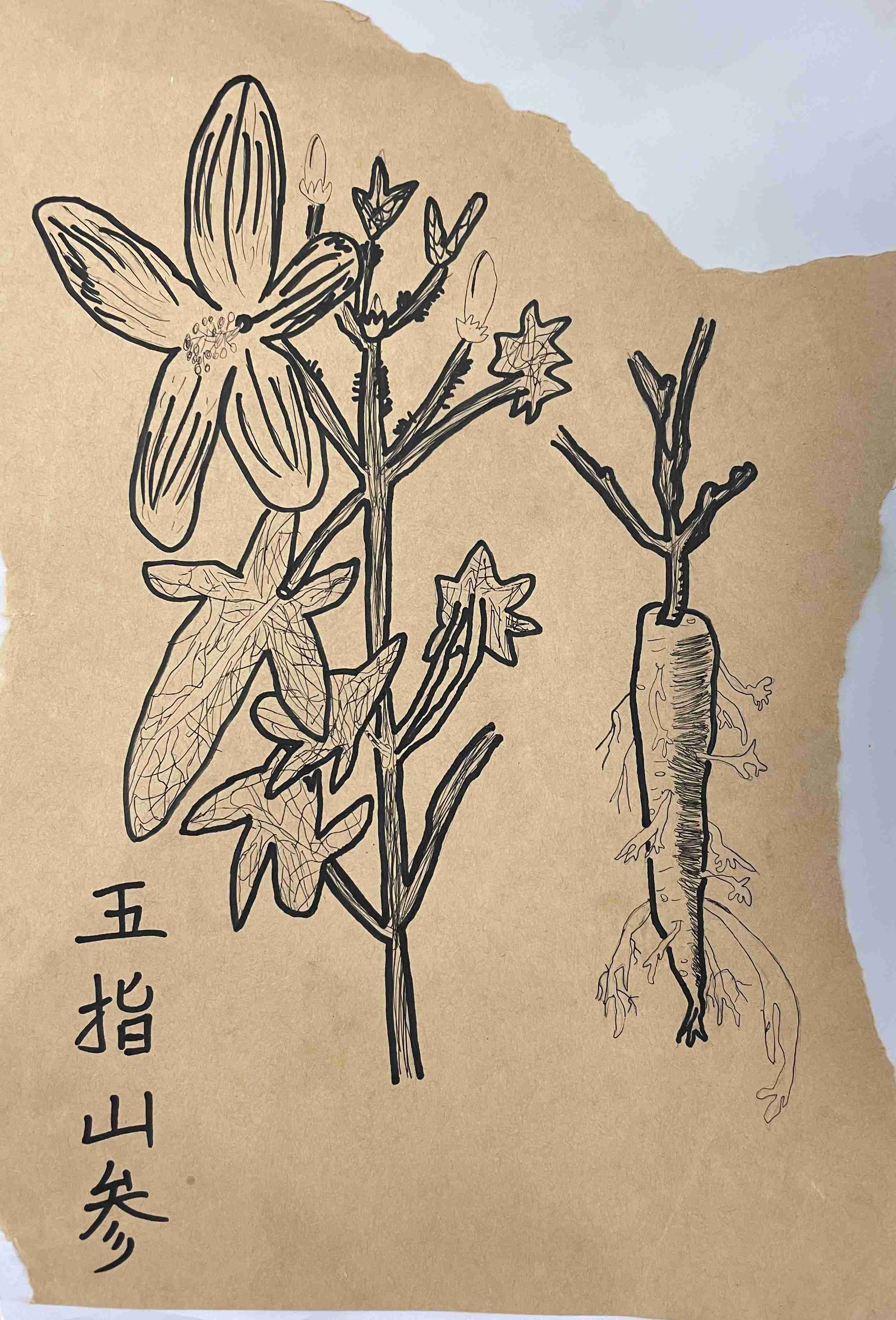 中医药作品77.jpg