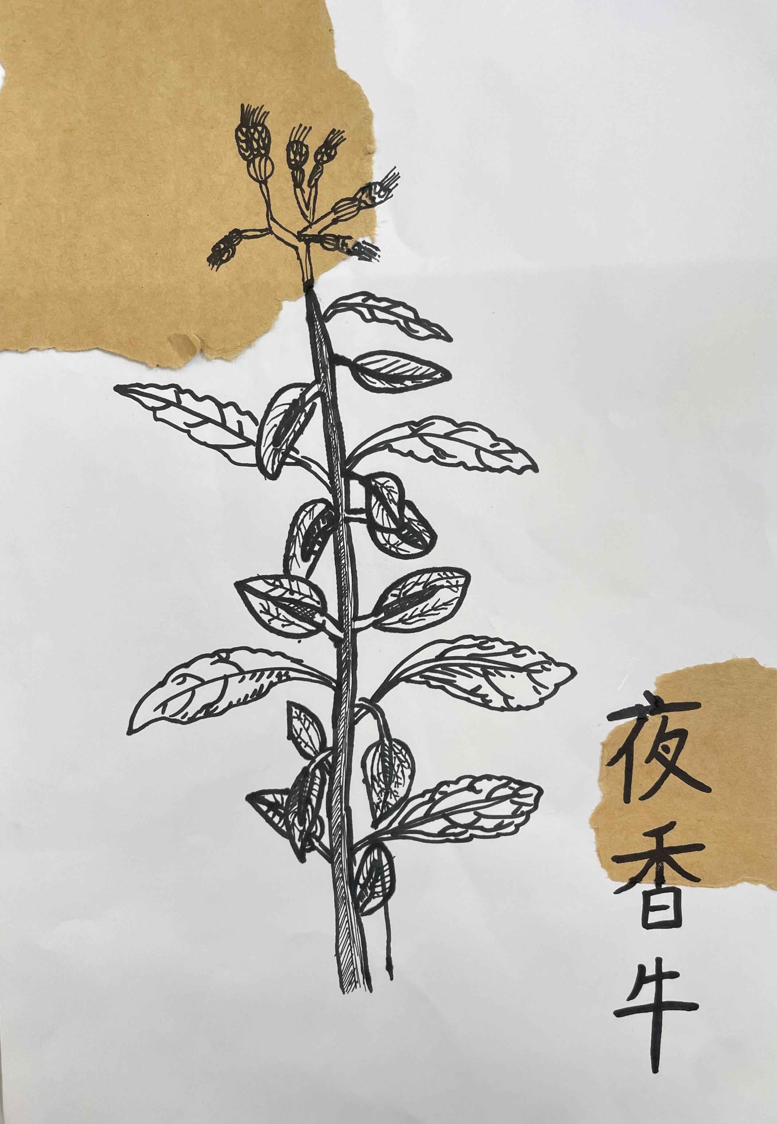 中医药作品47.jpg