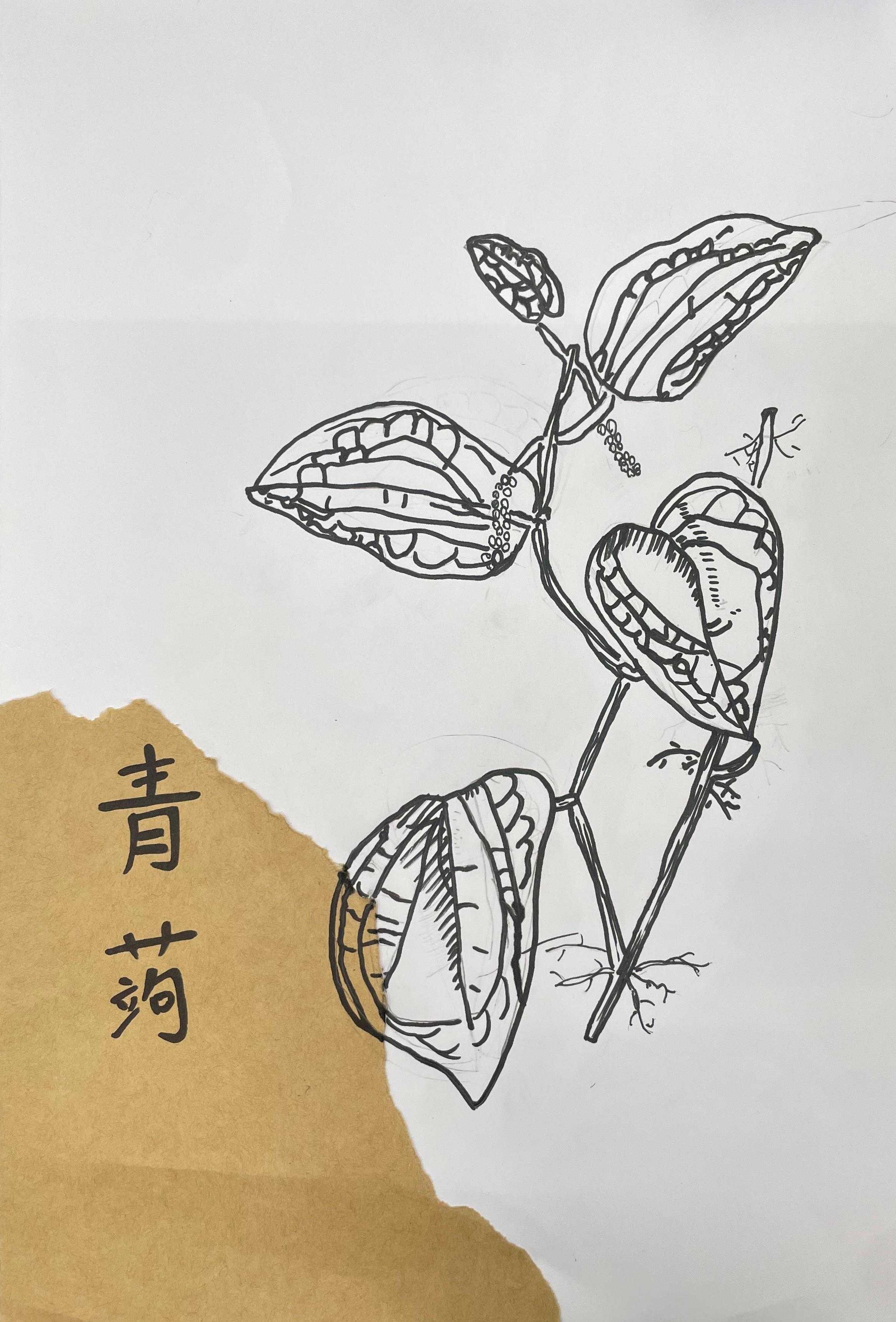 中医药作品53.jpg