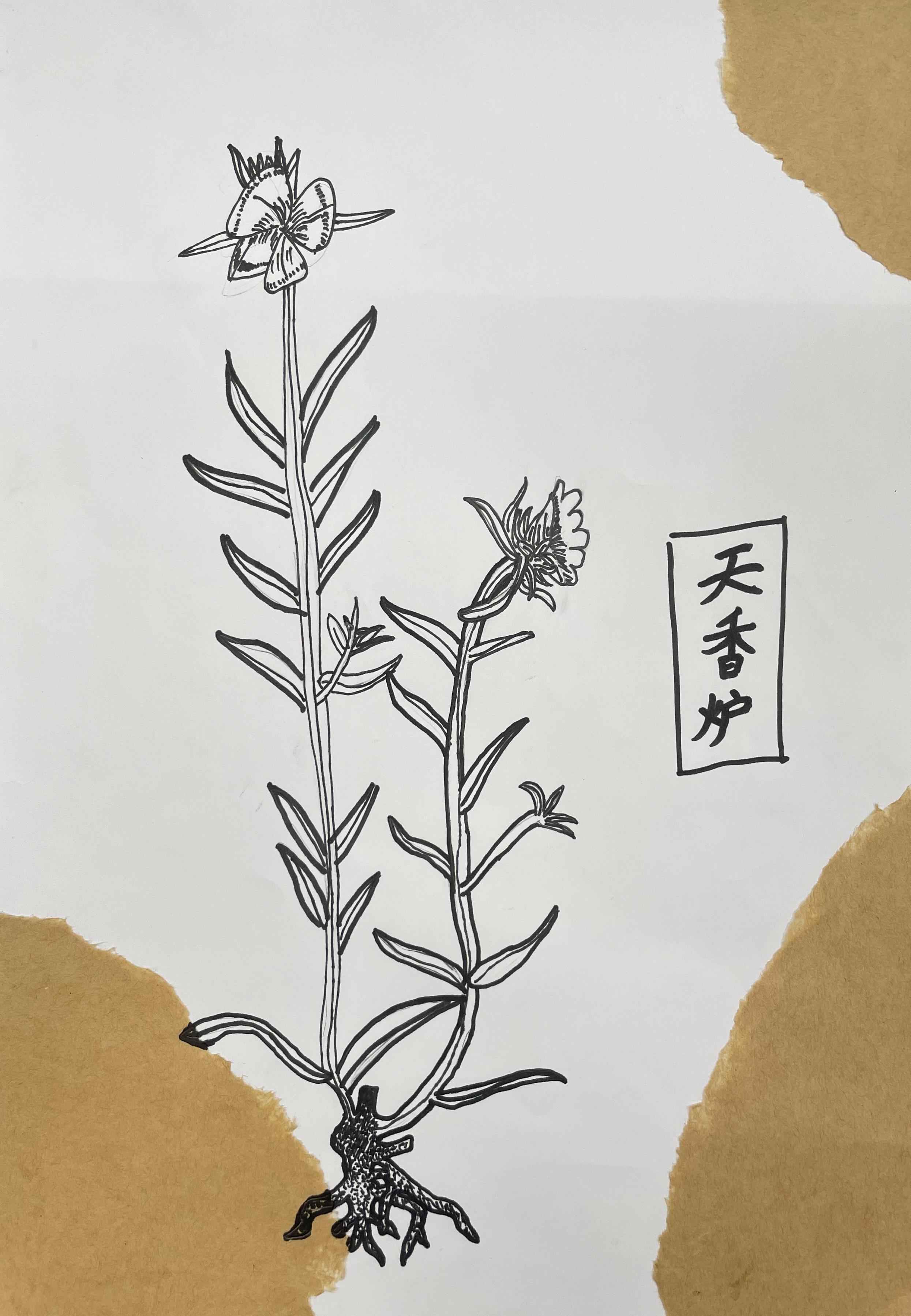 中医药作品37.jpg