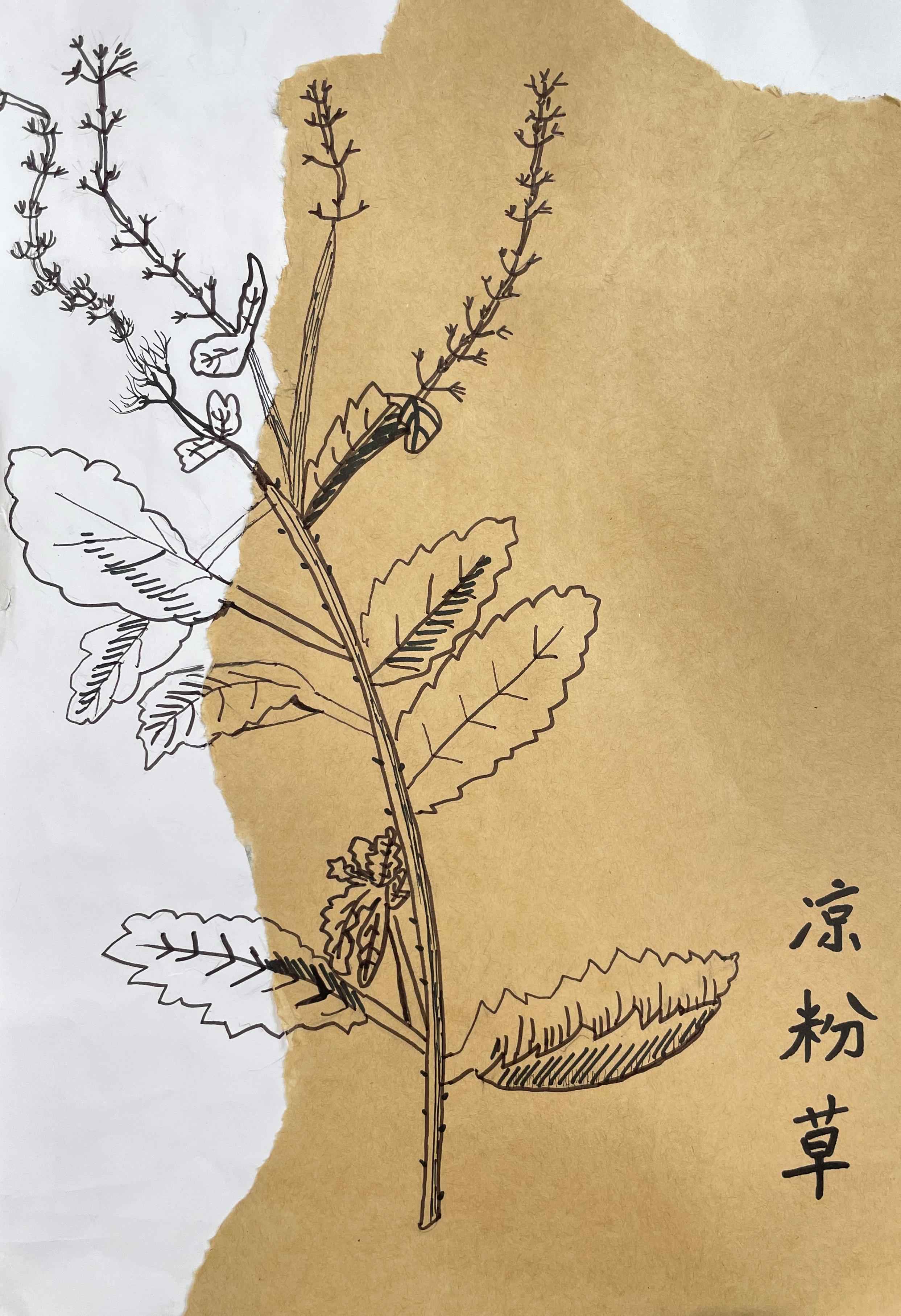 中医药作品33.jpg